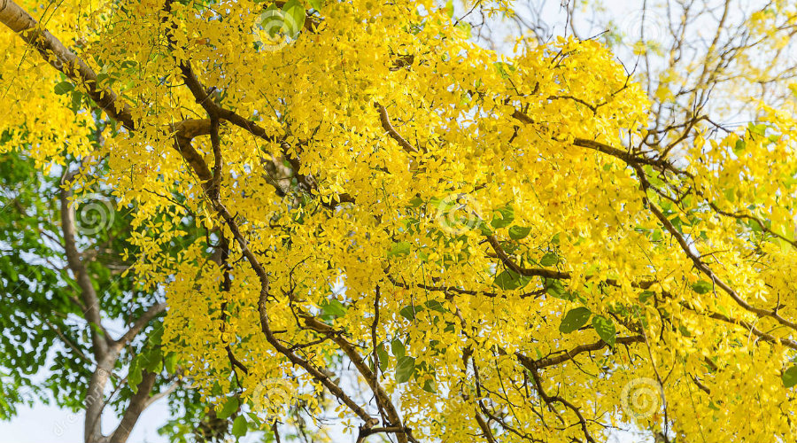 Este es el árbol de la vida que sembrará el Papa Francisco en Villavicencio